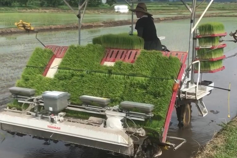 5・6月　田植え