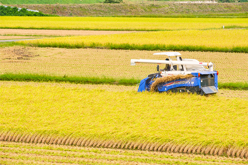 ＜当農場の収穫風景＞